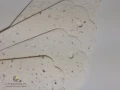 rosnace zawieszki _ pracownia czerpalnia.jpg