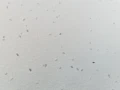 facelia.jpg