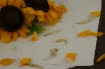 Papier czerpany ze słonecznikiem