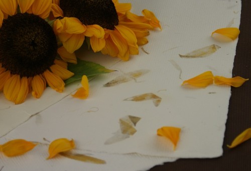 słonecznik kwiat.jpg