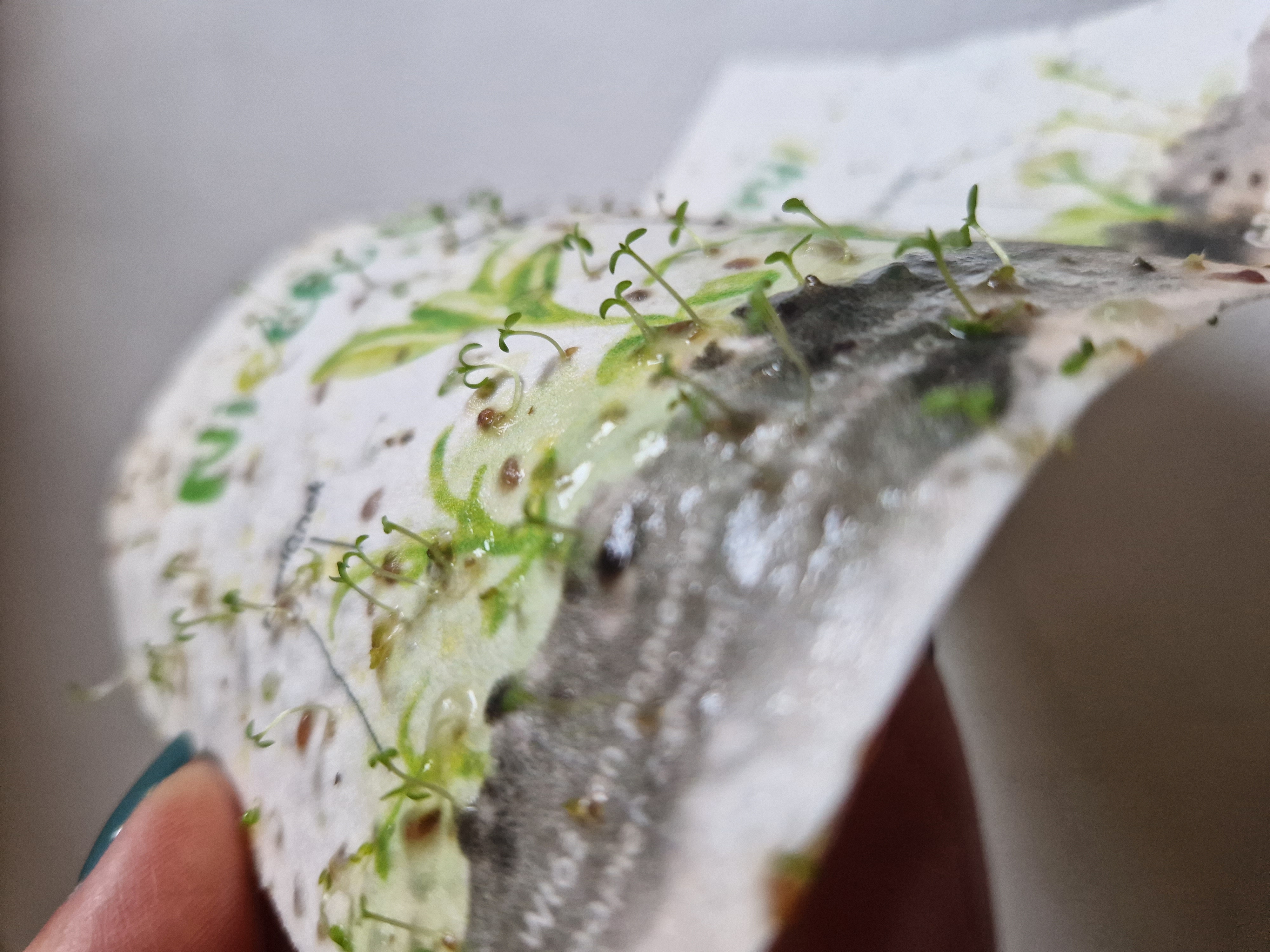 Kiełkująca ulotka na papierze czerpanym z nasionami kwiatów