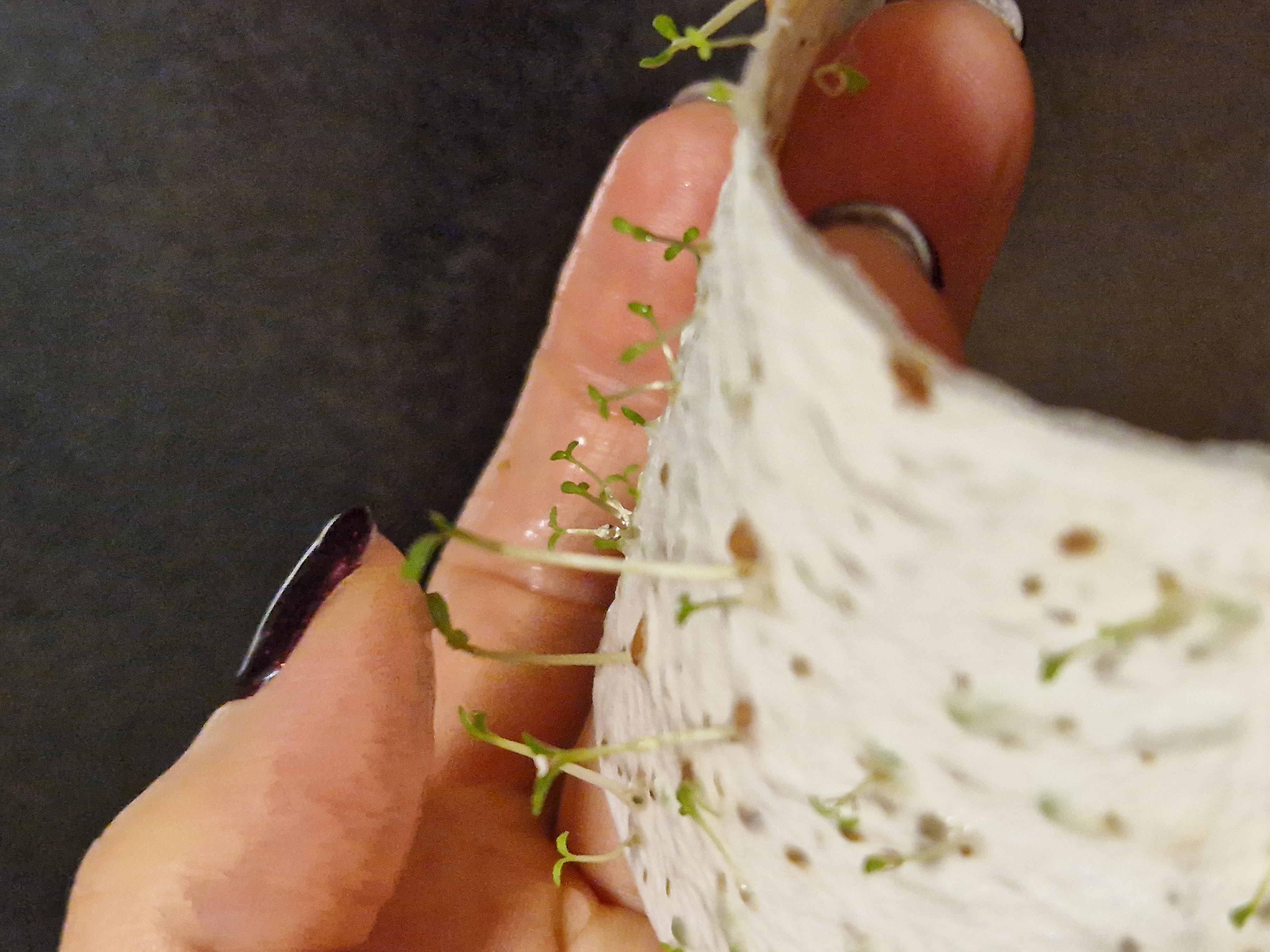 Kiełkujący papier z nasionami kwiatów